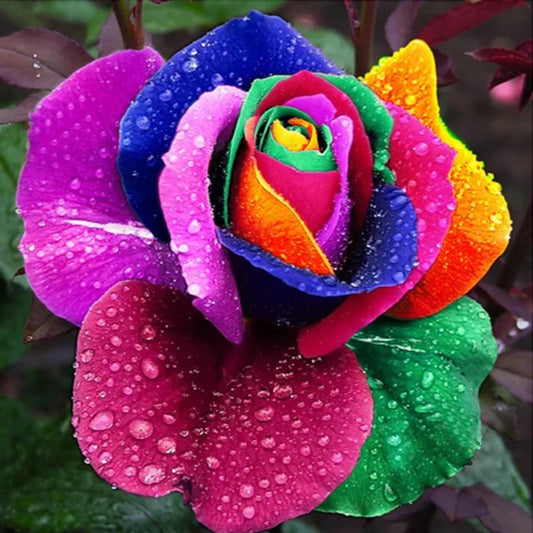 Rainbow Rose Seeds